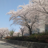 吹田市山田西の桜