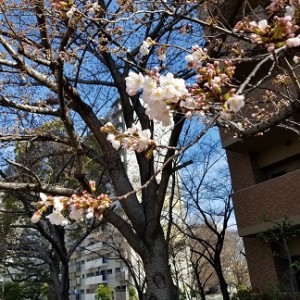 桜